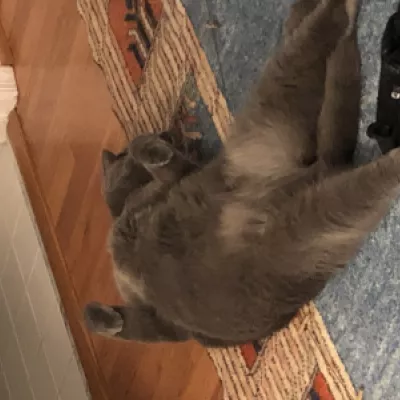 Profile picture for user lonphelps